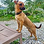 animal, brown_dog, collar, curious, daylight, dog, ears, garden, grass, gravel, greenery, nature, outdoor, pet, plant, plastic_chair, side_view, snout, standing, tail