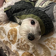 Baby joined the competition — help win amazing prizes! dog, white_dog, pet, jacket, clothing, blanket, bed, fur, cute, cozy, indoor, resting, closeup, animal, portrait, warm, snuggled, soft, relaxed, curious