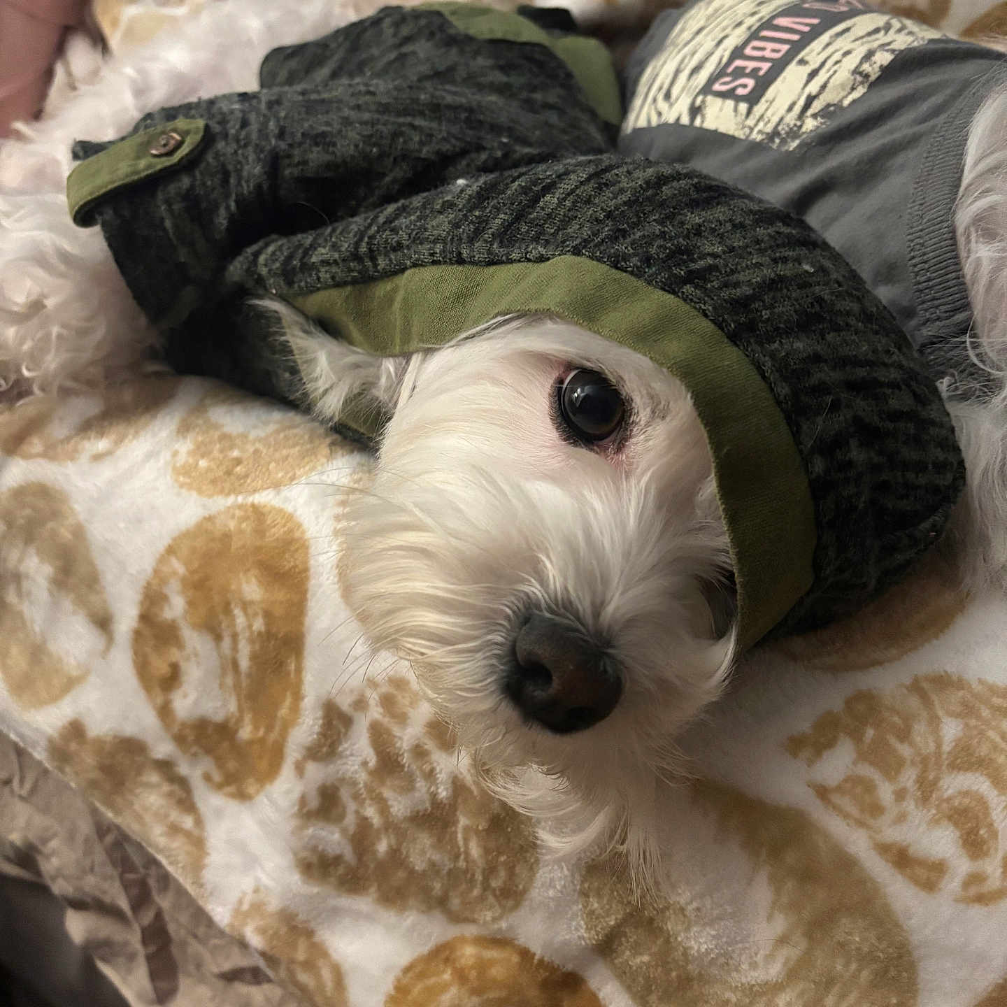 Baby joined the competition — help win amazing prizes! animal, bed, blanket, closeup, clothing, cozy, curious, cute, dog, fur, indoor, jacket, pet, portrait, relaxed, resting, snuggled, soft, warm, white_dog