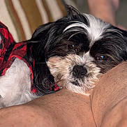 Macey is registered to the contest to win money with this photo: dog, black_and_white, plaid, red, resting, sleepy, leg, human, couch, striped_cushion, indoor, close_up, pet, fur, face, cozy, relaxed, comfort, companion, home