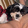 dog, black_and_white, plaid, red, resting, sleepy, leg, human, couch, striped_cushion, indoor, close_up, pet, fur, face, cozy, relaxed, comfort, companion, home