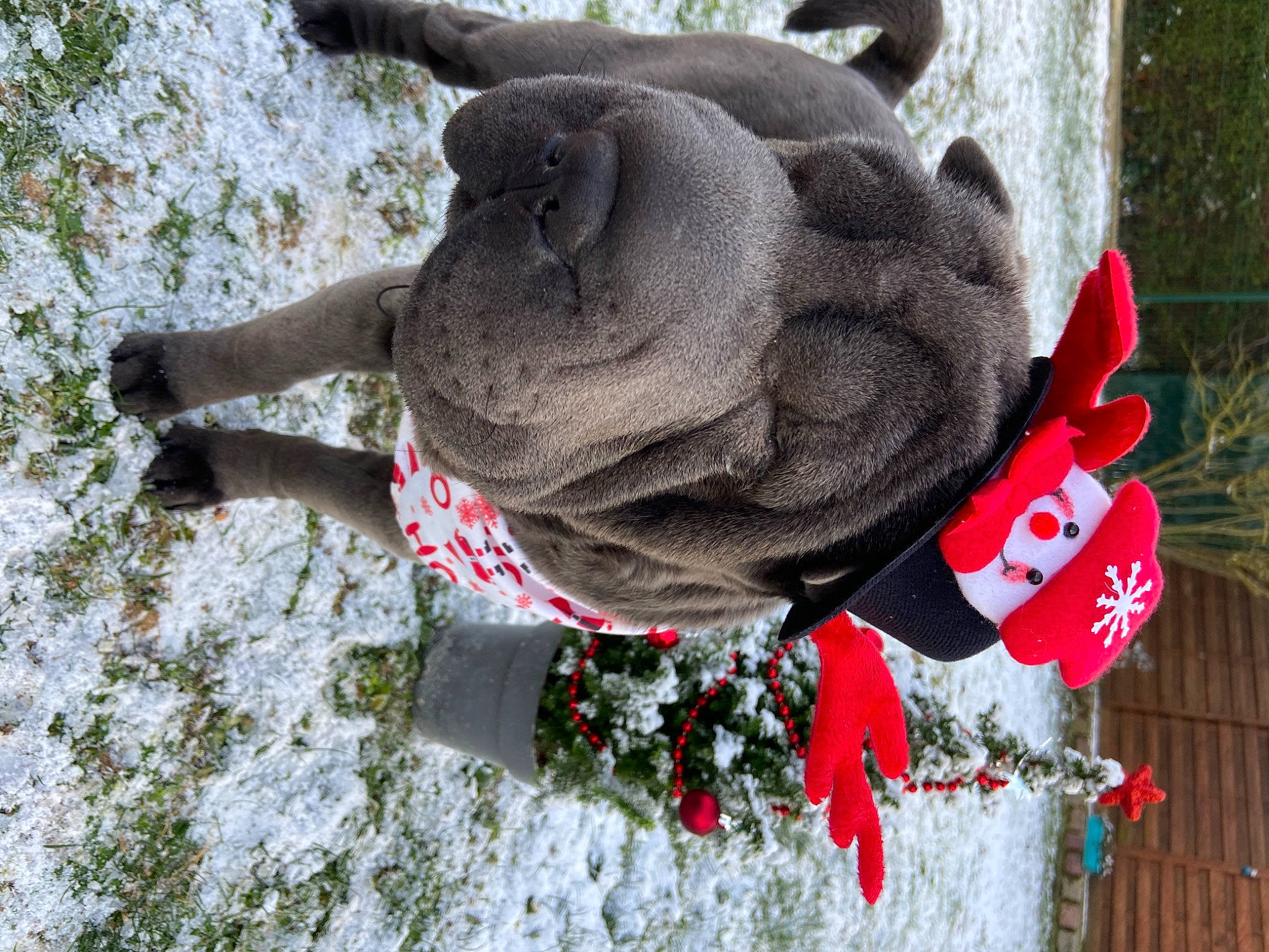 Taïa a rejoint le concours — aidez-le/la à gagner de superbes lots ! art, carnivore, collar, dog, dog_breed, fawn, freezing, grass, lawn_ornament, plant, sculpture, snout, snow, sporting_group, statue, terrestrial_animal, tree, trunk, working_animal, wrinkle