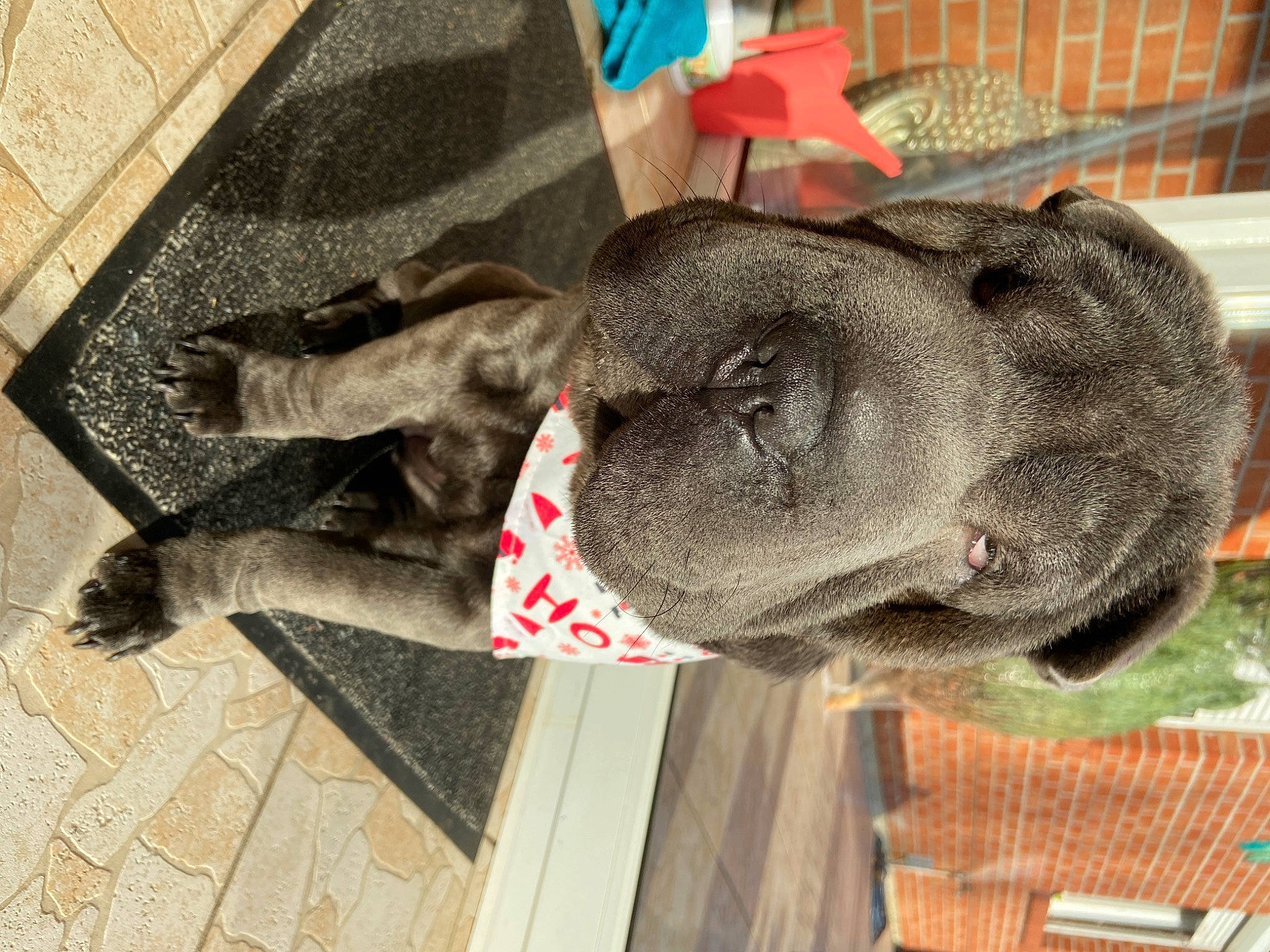 Taïa participe au concours pour gagner de l'argent avec cette photo : canidae, carnivore, collar, dog, dog_breed, fashion_accessory, fawn, flooring, fur, grey, hat, liver, mammal, snout, sporting_group, tail, terrestrial_animal, wood, working_animal, wrinkle