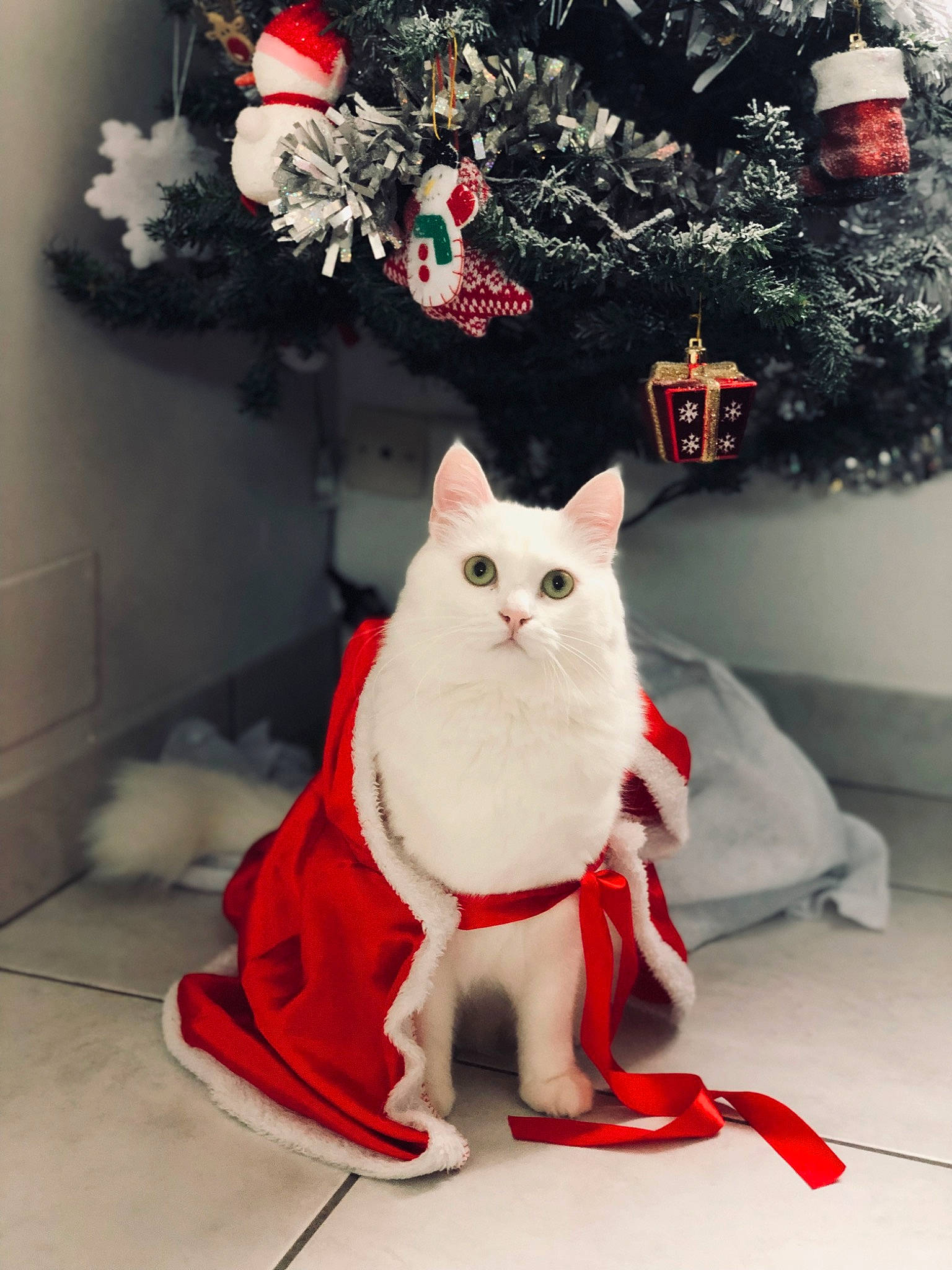 Ruby a rejoint le concours — aidez-le/la à gagner de superbes lots ! carnivore, cat, christmas, christmas_decoration, christmas_ornament, christmas_tree, event, fawn, felidae, holiday, holiday_ornament, light, ornament, red, small_to_medium_sized_cats, tail, toy, tree, whiskers, window