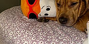 Milo is registered to the contest to win money with this photo: dog, sleeping, plush_toy, bedspread, floral_pattern, indoor, resting, brown_dog, stuffed_animal, close_up, soft_toy, comfort, relaxation, pet, cozy, animal, home, cute, snuggle, toy