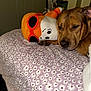 dog, sleeping, plush_toy, bedspread, floral_pattern, indoor, resting, brown_dog, stuffed_animal, close_up, soft_toy, comfort, relaxation, pet, cozy, animal, home, cute, snuggle, toy