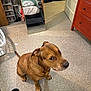 Milo joined the competition — help win amazing prizes! dog, brown_dog, floor, tile_floor, mirror, bed, blanket, slippers, laundry_basket, room, indoor, furniture, door, drawer, reflection, pet, animal, looking_up, ears, snout