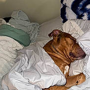 Milo is registered to the contest to win money with this photo: dog, brown_dog, sleeping, blanket, bed, cozy, indoors, pillow, resting, fur, pet, canine, comfort, snug, relaxation, nap, domestic_animal, fur_texture, home, peaceful