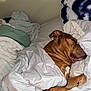 dog, brown_dog, sleeping, blanket, bed, cozy, indoors, pillow, resting, fur, pet, canine, comfort, snug, relaxation, nap, domestic_animal, fur_texture, home, peaceful