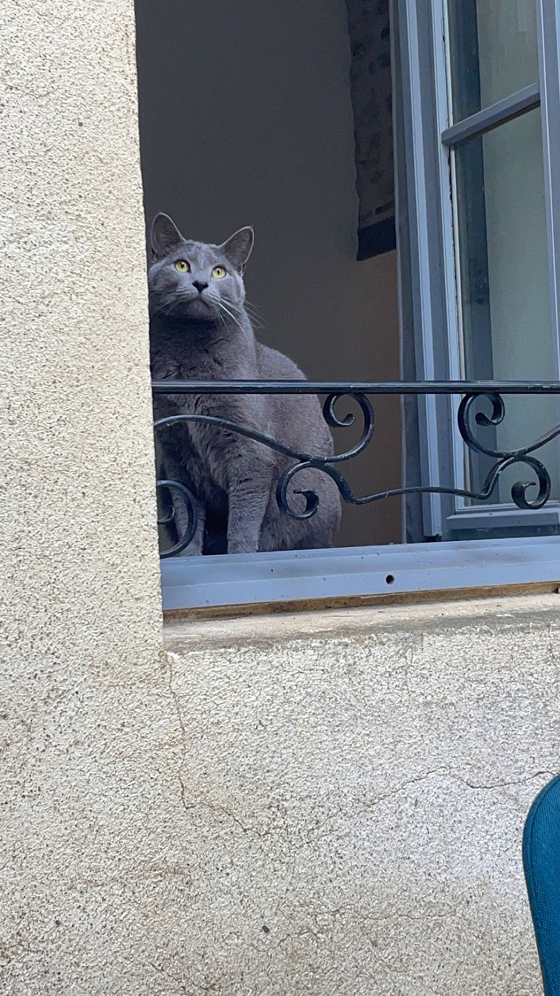 Mimi participe au concours pour gagner de l'argent avec cette photo : carnivore, cat, domestic_short_haired_cat, facade, felidae, flooring, glass, grey, home_door, metal, rectangle, sash_window, small_to_medium_sized_cats, snout, tail, whiskers, window, window_covering, winter, wood