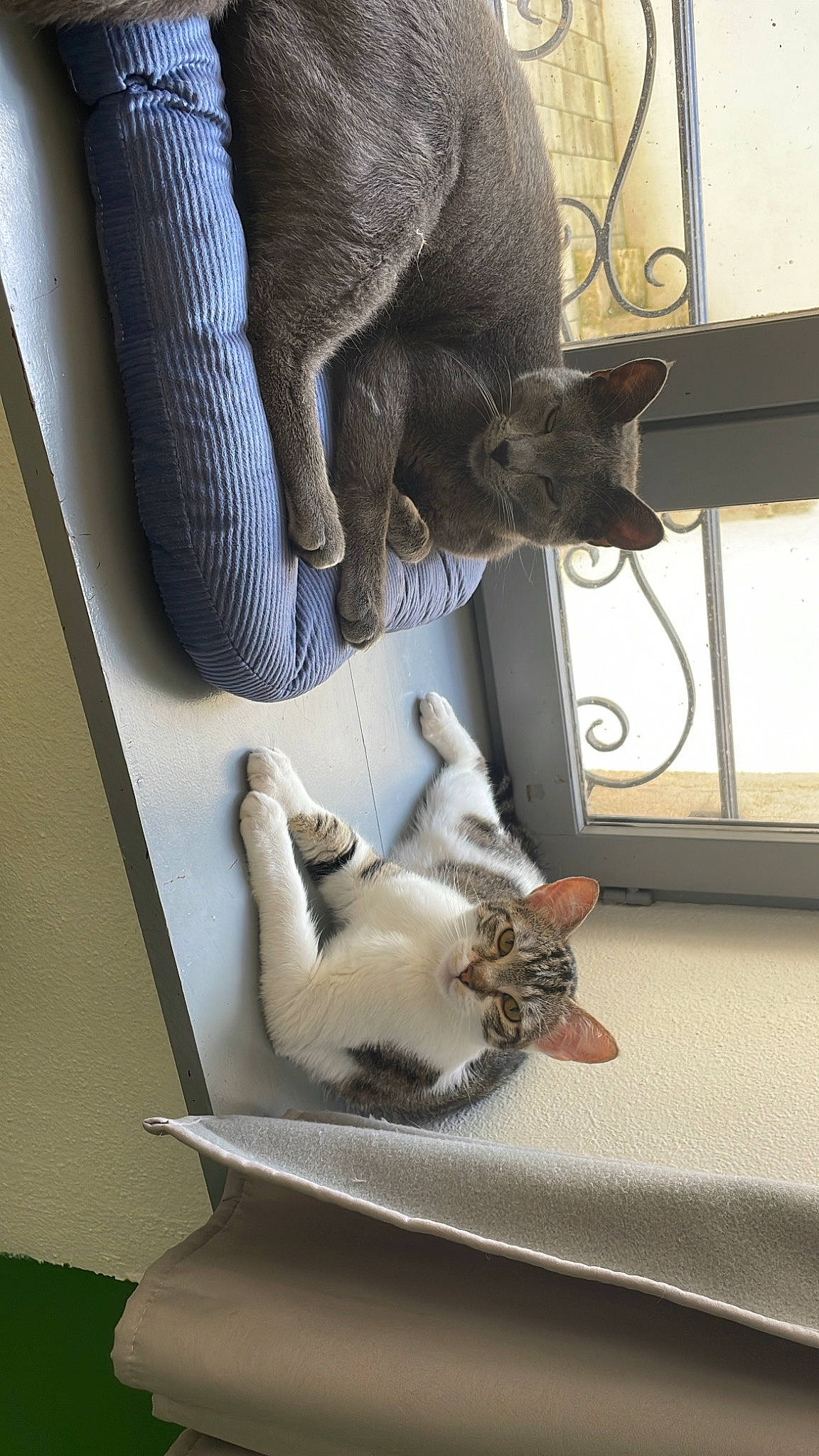 Mimi participe au concours pour gagner de l'argent avec cette photo : art, carnivore, cat, cat_supply, comfort, domestic_short_haired_cat, felidae, fur, grey, room, russian_blue, small_to_medium_sized_cats, tail, whiskers, window, wood