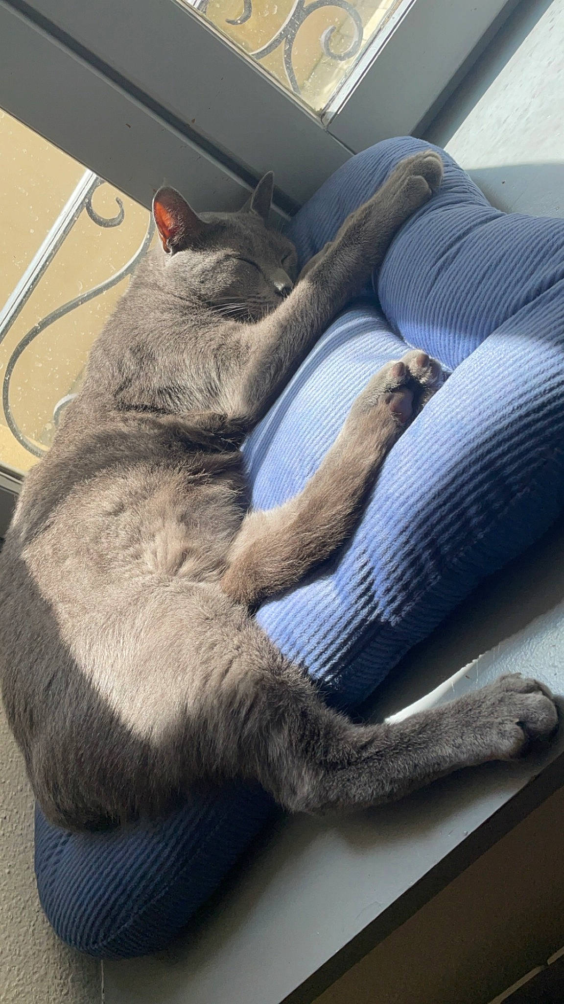 Mimi a rejoint le concours — aidez-le/la à gagner de superbes lots ! car_seat, car_seat_cover, carnivore, cat, comfort, dog_breed, domestic_short_haired_cat, electric_blue, fawn, felidae, fur, head_restraint, human_leg, nap, paw, small_to_medium_sized_cats, tail, vehicle_door, whiskers, window