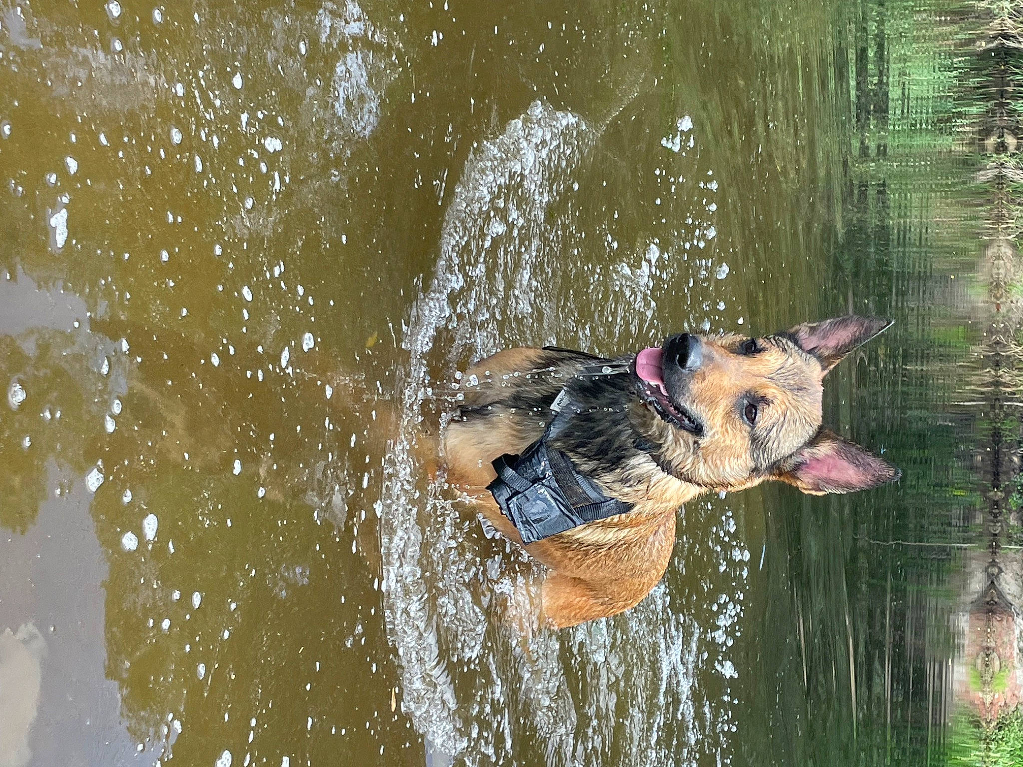 Teut a rejoint le concours — aidez-le/la à gagner de superbes lots ! _geese_and_swans, beak, canidae, duck, ducks, fawn, grass, lake, leisure, plant, recreation, reflection, sporting_group, tail, tree, water, water_bird, watercourse, waterfowl, wildlife