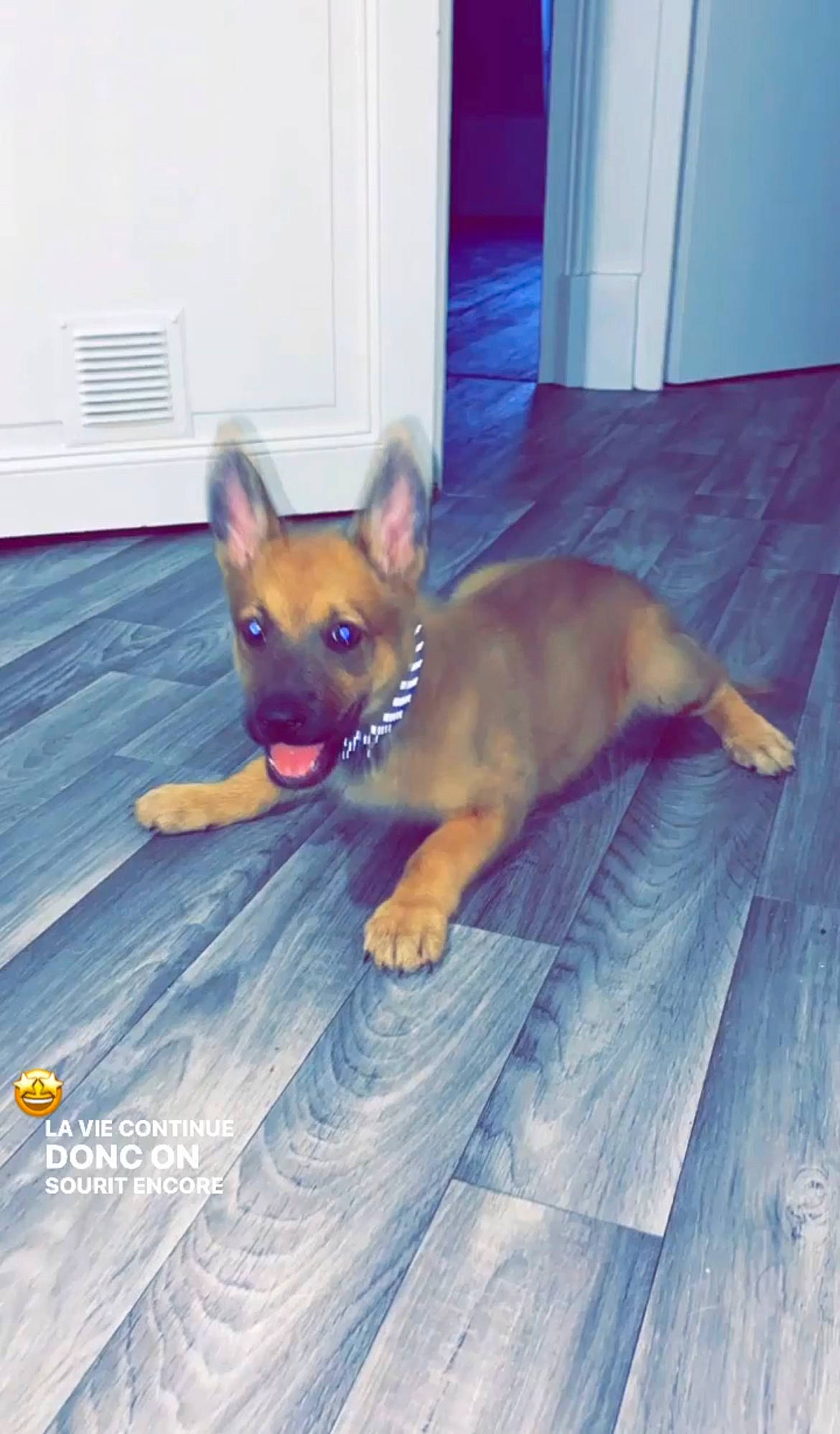 Teut participe au concours pour gagner de l'argent avec cette photo : canidae, carnivore, comfort, companion_dog, dog, dog_breed, dog_supply, door, fawn, floor, flooring, hardwood, paw, snout, sporting_group, tail, toy_dog, whiskers, wood, working_animal