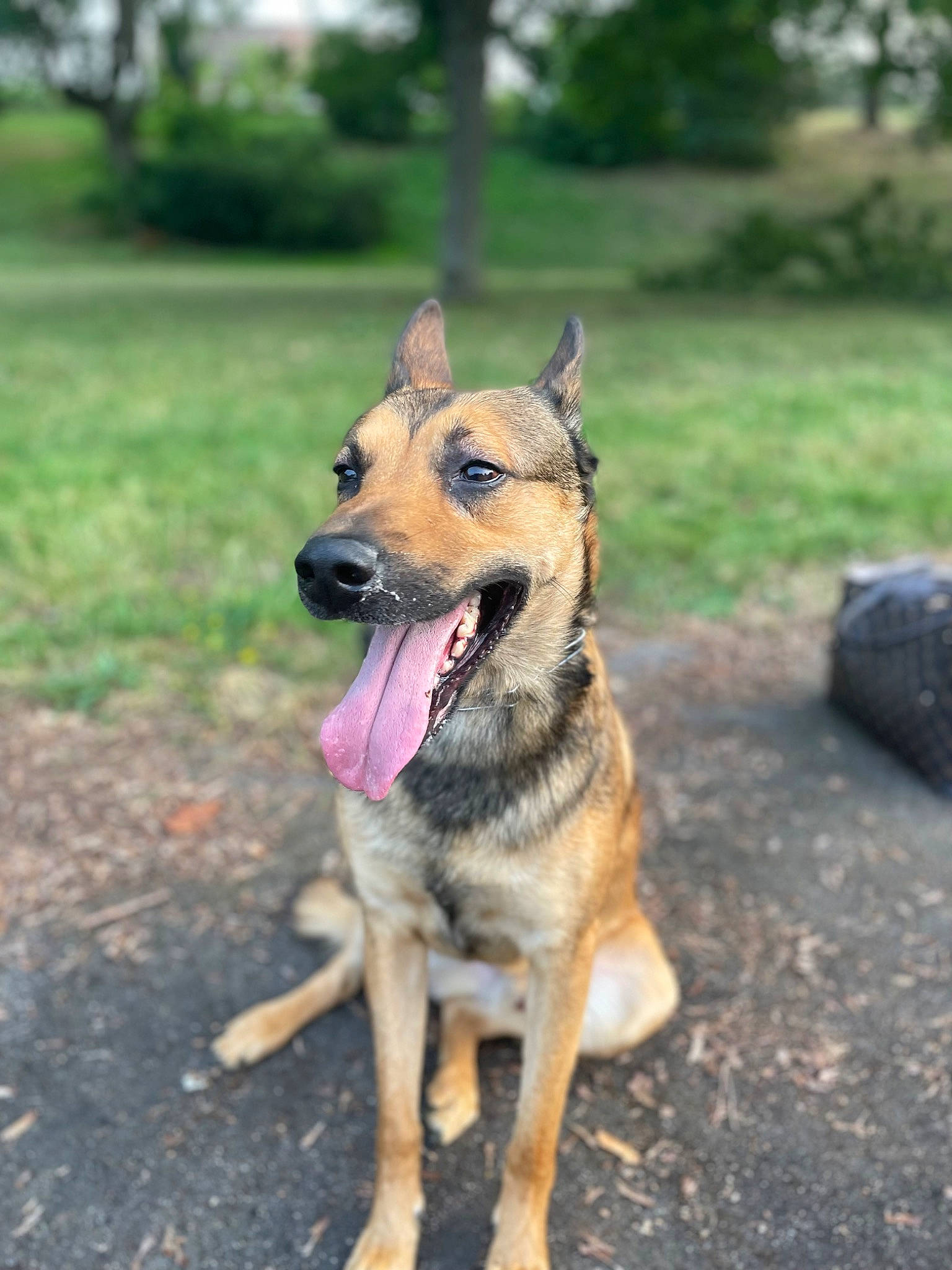 Teut participe au concours pour gagner de l'argent avec cette photo : carnivore, collar, companion_dog, dog, dog_breed, east_european_shepherd, german_shepherd_dog, grass, guard_dog, herding_dog, leash, plant, road_surface, soil, tree, working_animal, working_dog