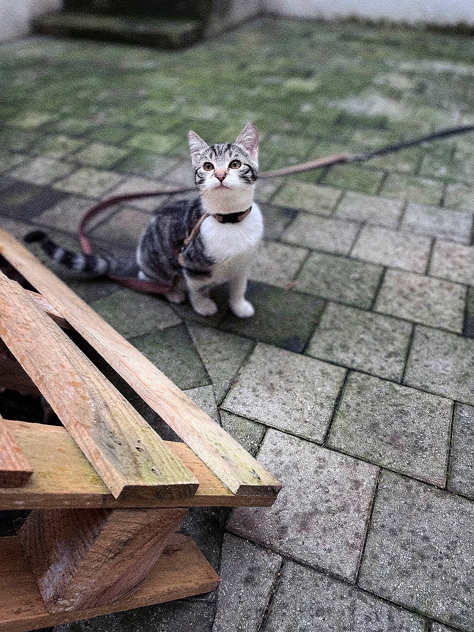 Chipie participe au concours pour gagner de l'argent avec cette photo : canidae, carnivore, cat, domestic_short_haired_cat, felidae, flagstone, flooring, fur, grass, grey, outdoor_furniture, road, road_surface, sidewalk, sitting, small_to_medium_sized_cats, snout, tail, whiskers, wood
