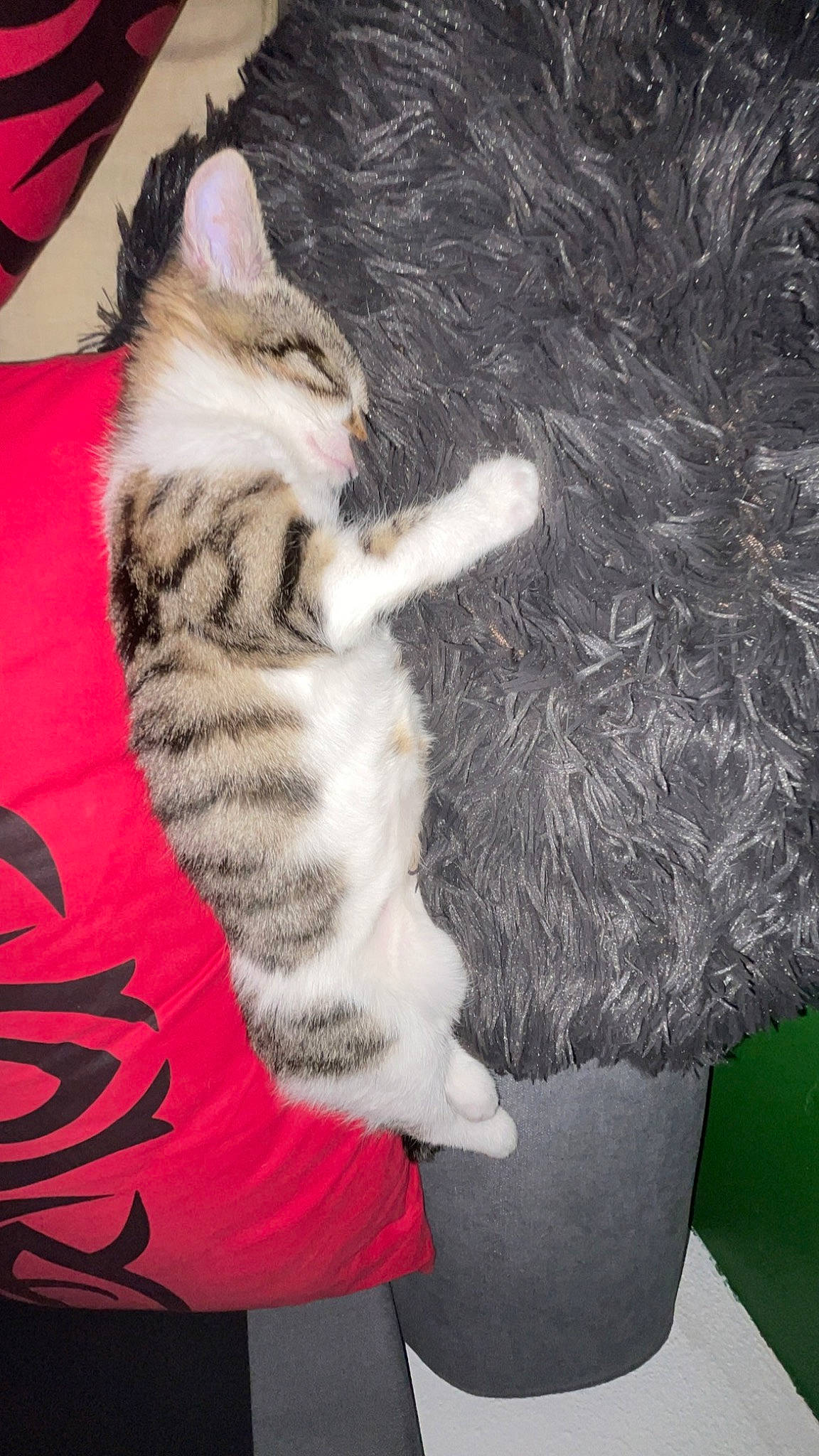 Chipie participe au concours pour gagner de l'argent avec cette photo : carmine, carnivore, cat, claw, comfort, domestic_short_haired_cat, fawn, felidae, foot, fur, gesture, human_leg, leg, mammal, nail, paw, small_to_medium_sized_cats, snout, tail, whiskers