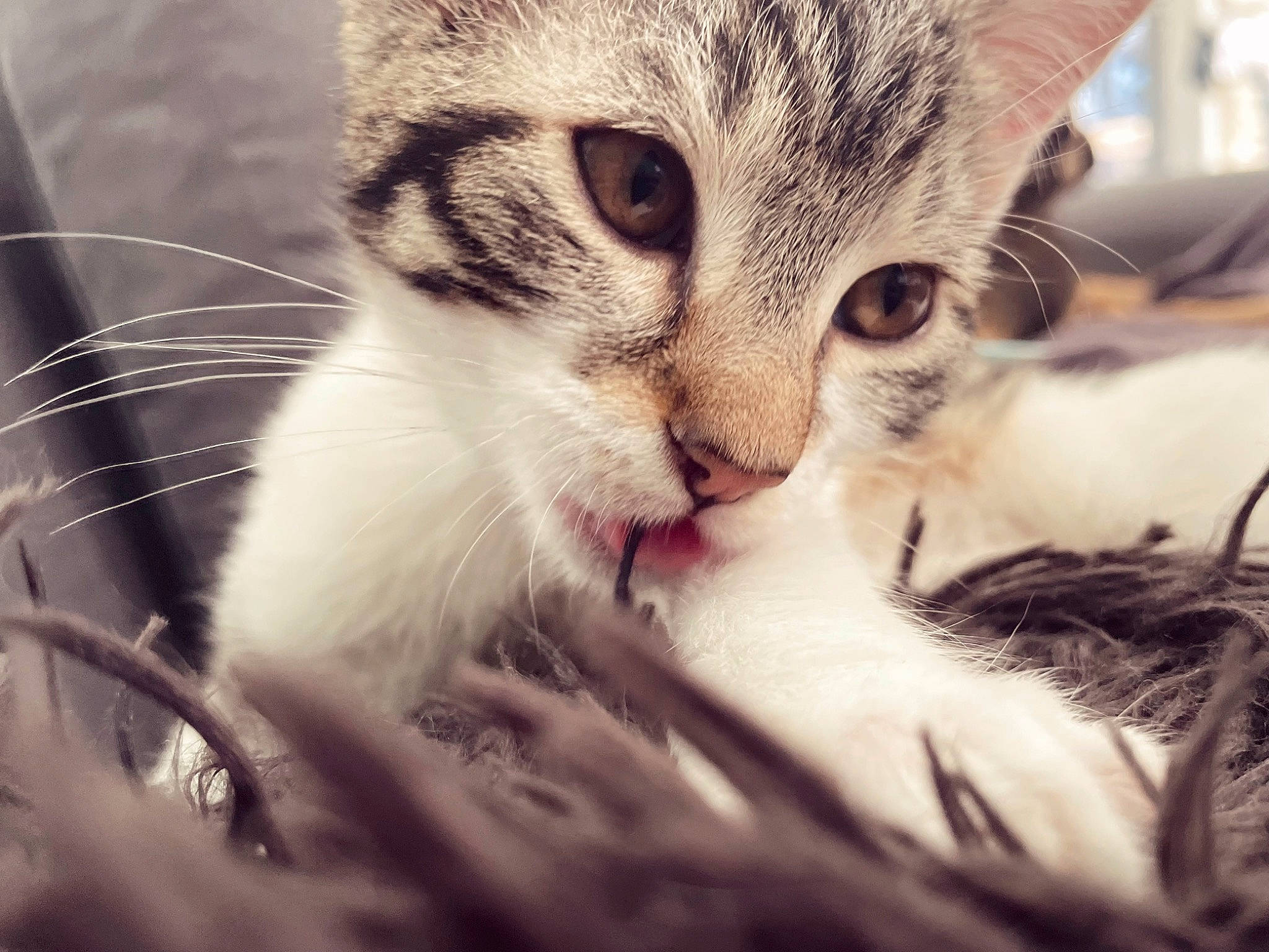 Chipie a rejoint le concours — aidez-le/la à gagner de superbes lots ! carnivore, cat, claw, close_up, comfort, domestic_short_haired_cat, felidae, fur, grass, happy, love, macro_photography, paw, plant, small_to_medium_sized_cats, snout, terrestrial_animal, tree, whiskers, wildlife