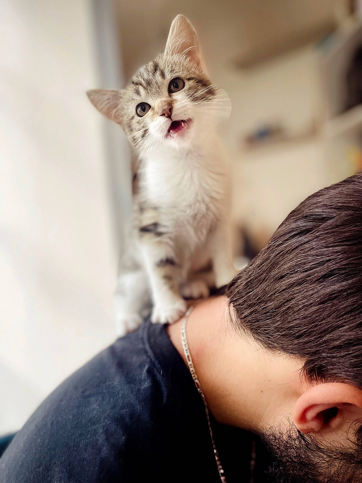 Chipie participe au concours pour gagner de l'argent avec cette photo : beard, carnivore, cat, domestic_short_haired_cat, eyelash, eyewear, fashion_accessory, felidae, flash_photography, fur, gesture, happy, jewellery, nail, paw, selfie, sitting, small_to_medium_sized_cats, tail, whiskers