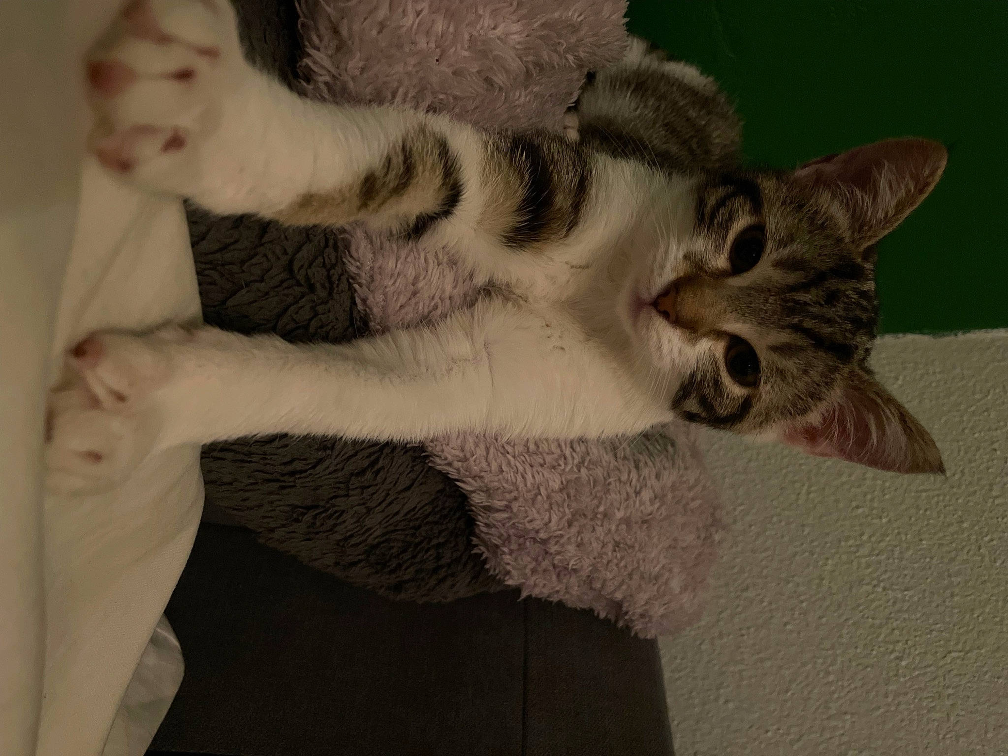 Chipie a rejoint le concours — aidez-le/la à gagner de superbes lots ! art, carnivore, cat, claw, domestic_short_haired_cat, ear, felidae, fur, gesture, grey, paw, small_to_medium_sized_cats, snout, tail, whiskers