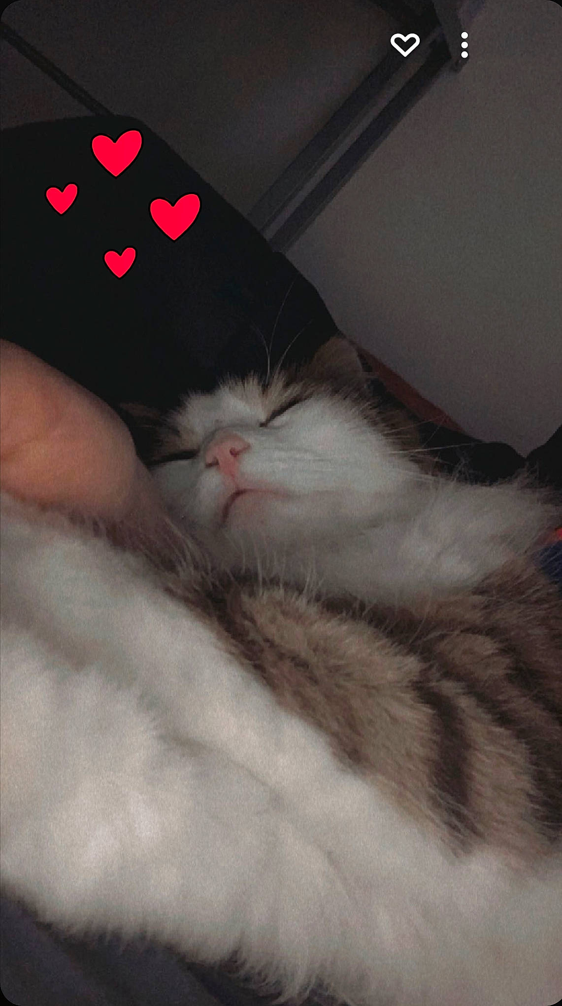 Malou participe au concours pour gagner de l'argent avec cette photo : carmine, carnivore, cat, claw, cloud, comfort, domestic_short_haired_cat, felidae, flesh, foot, fur, metal, nail, paw, small_to_medium_sized_cats, tail, whiskers