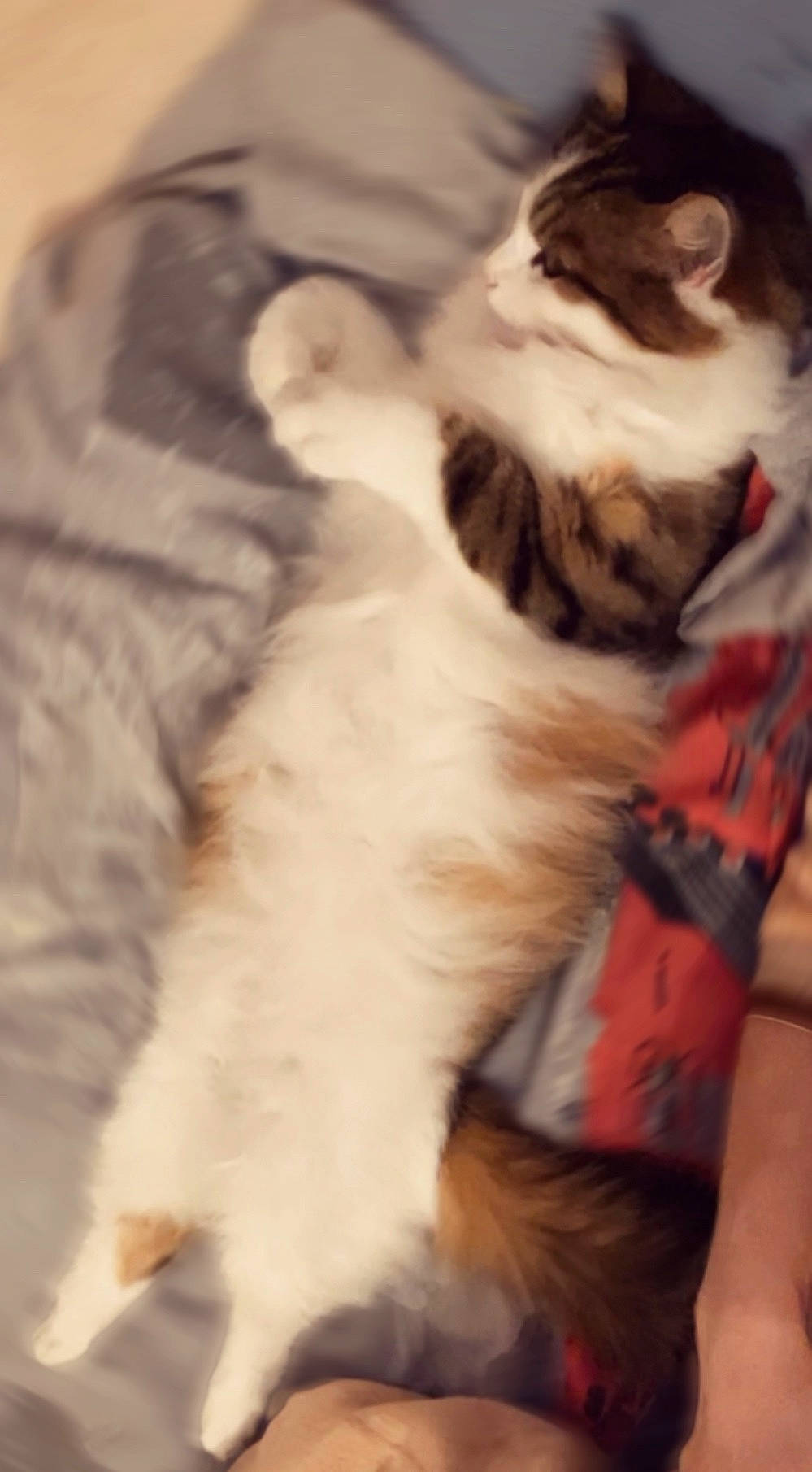 Malou participe au concours pour gagner de l'argent avec cette photo : canidae, carnivore, cat, comfort, companion_dog, dog_breed, domestic_short_haired_cat, fawn, felidae, flooring, formal_wear, fur, paw, small_to_medium_sized_cats, snout, sporting_group, tail, terrestrial_animal, whiskers