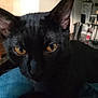 amber_eyes, animal, black_cat, blurred_background, cat, close_up, cute, denim, domestic_cat, ears, eye_contact, floor, furniture, home, indoor, mammal, pet, relaxed, resting, whiskers