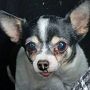 Moon a rejoint le concours — aidez-le/la à gagner de superbes lots ! animal, black_and_white, close_up, companion, cute, dog, ears, expression, eyes, face, fur, head, indoor, looking, muzzle, nose, pet, portrait, small_dog, whiskers