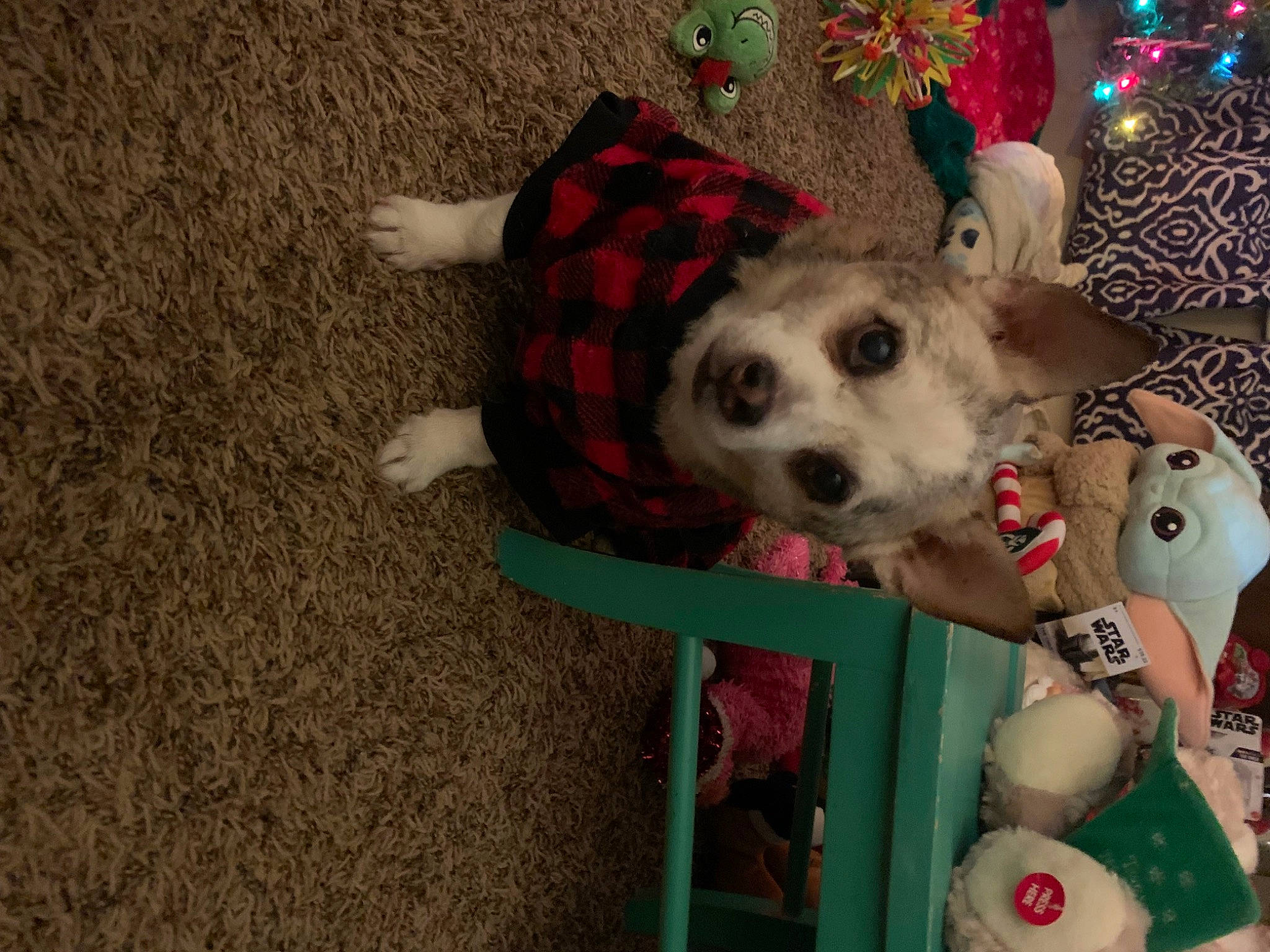 Jager joined the competition — help win amazing prizes! canidae, carnivore, christmas_ornament, collar, companion_dog, dog, dog_breed, dog_clothes, dog_supply, event, fawn, fur, holiday, ornament, pattern, paw, snout, sporting_group, toy_dog, working_animal