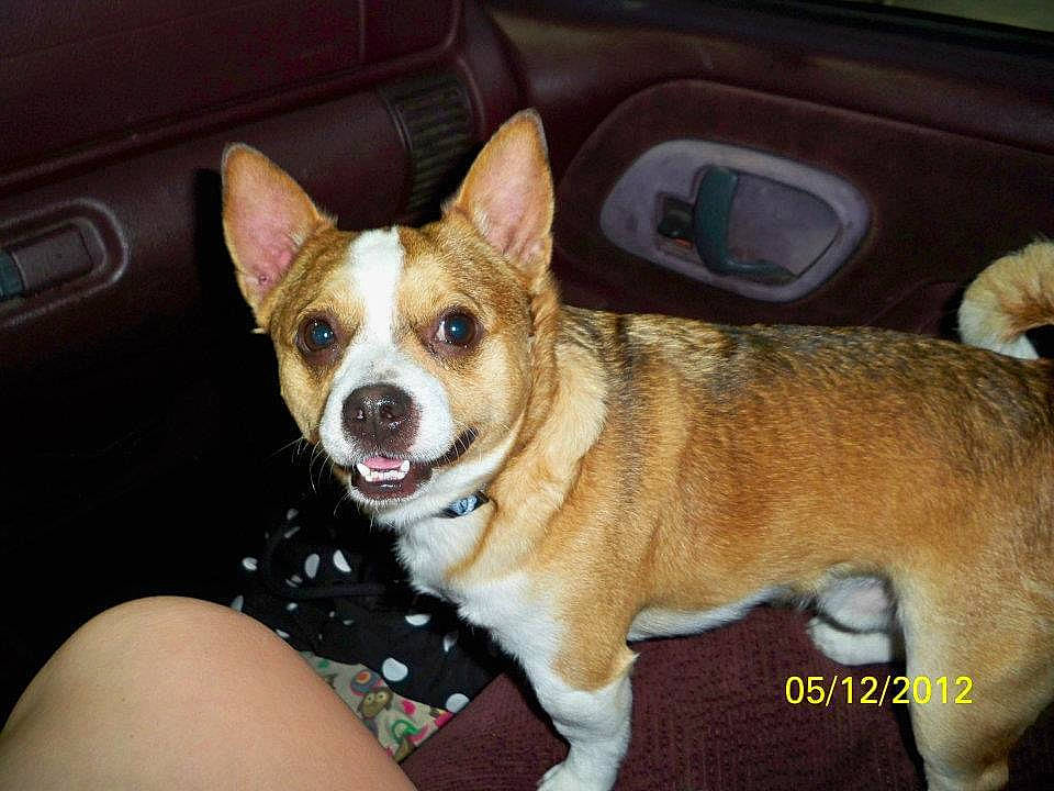 Jager joined the competition — help win amazing prizes! auto_part, canidae, car, carnivore, collar, companion_dog, dog, dog_breed, dog_collar, fashion_accessory, fawn, fur, leash, sporting_group, tire, vehicle, vehicle_door, whiskers, window, working_animal