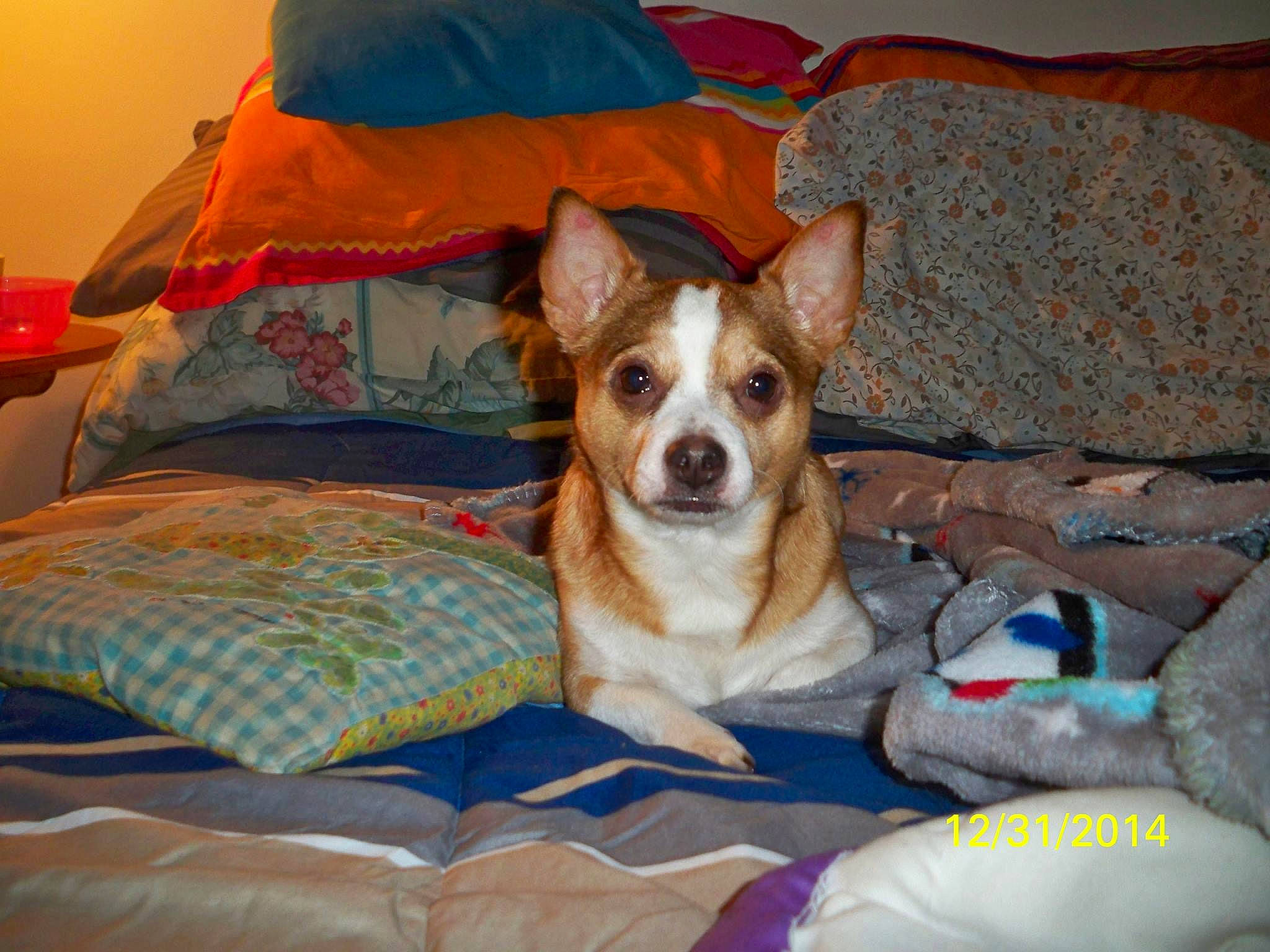 Jager joined the competition — help win amazing prizes! bed, bedding, canidae, carnivore, comfort, companion_dog, dog, dog_breed, dog_supply, fawn, linens, pillow, room, whiskers