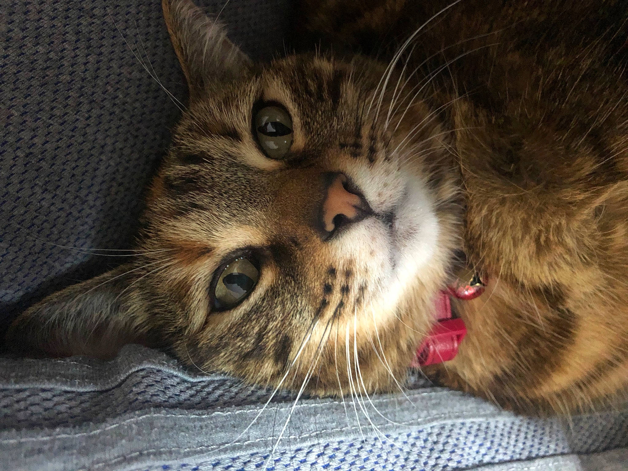 Chanel participe au concours pour gagner de l'argent avec cette photo : carnivore, cat, cat_supply, claw, comfort, domestic_short_haired_cat, felidae, fur, nap, paw, sleep, small_to_medium_sized_cats, snout, terrestrial_animal, whiskers, wildlife