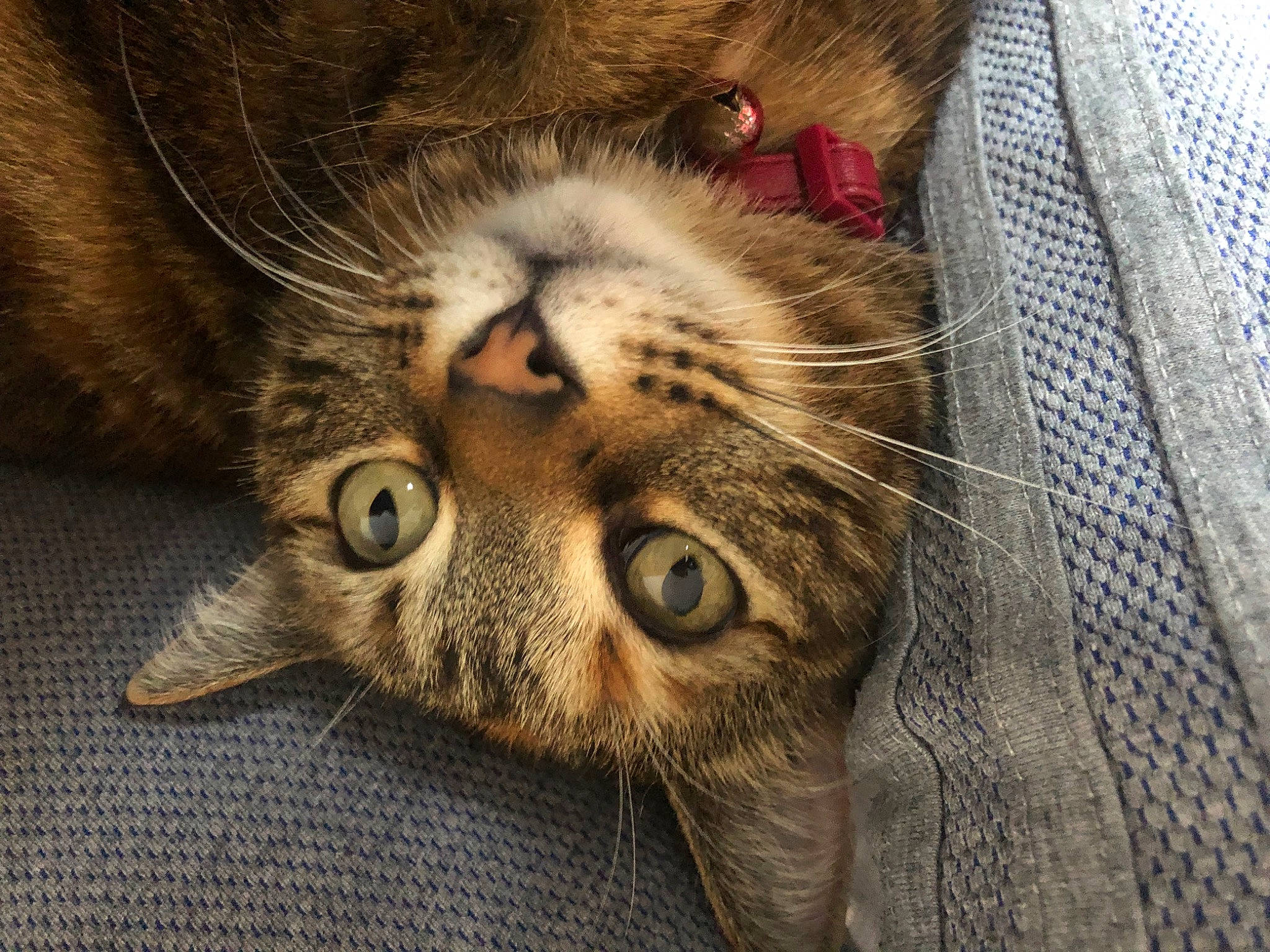 Chanel participe au concours pour gagner de l'argent avec cette photo : carnivore, cat, claw, domestic_short_haired_cat, felidae, fur, paw, small_to_medium_sized_cats, snout, tail, terrestrial_animal, whiskers, wildlife, wood