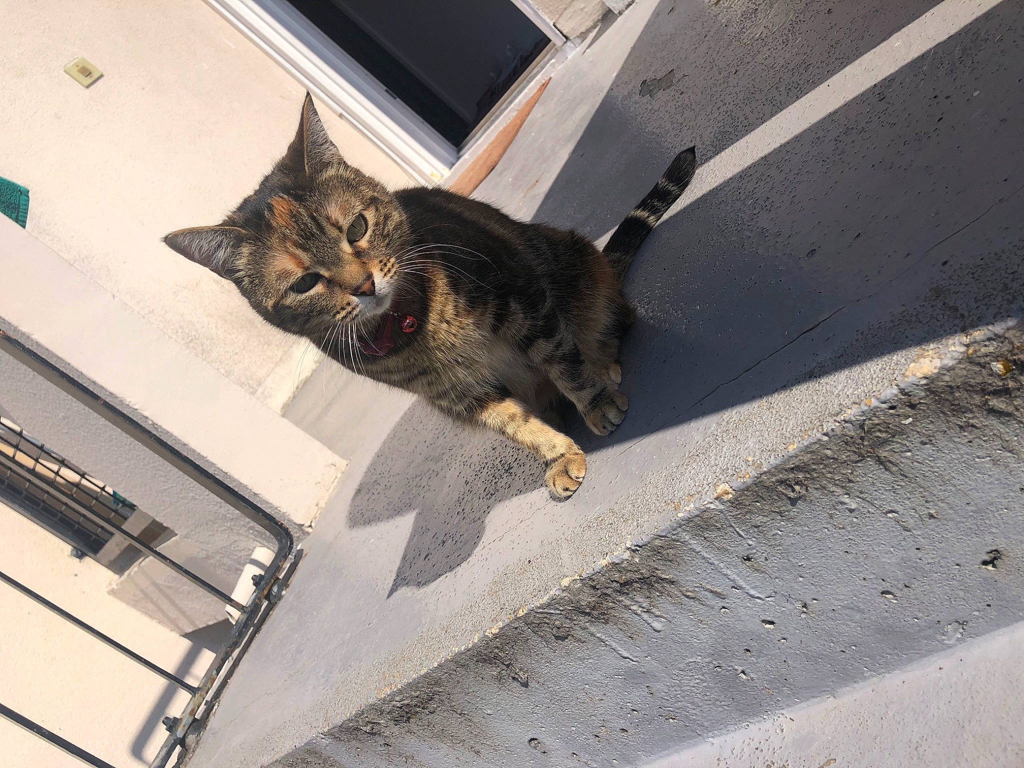 Chanel participe au concours pour gagner de l'argent avec cette photo : asphalt, automotive_tire, carnivore, cat, domestic_short_haired_cat, eye, felidae, flooring, fur, line, plant, road, road_surface, sidewalk, small_to_medium_sized_cats, snout, tail, tar, whiskers, wood