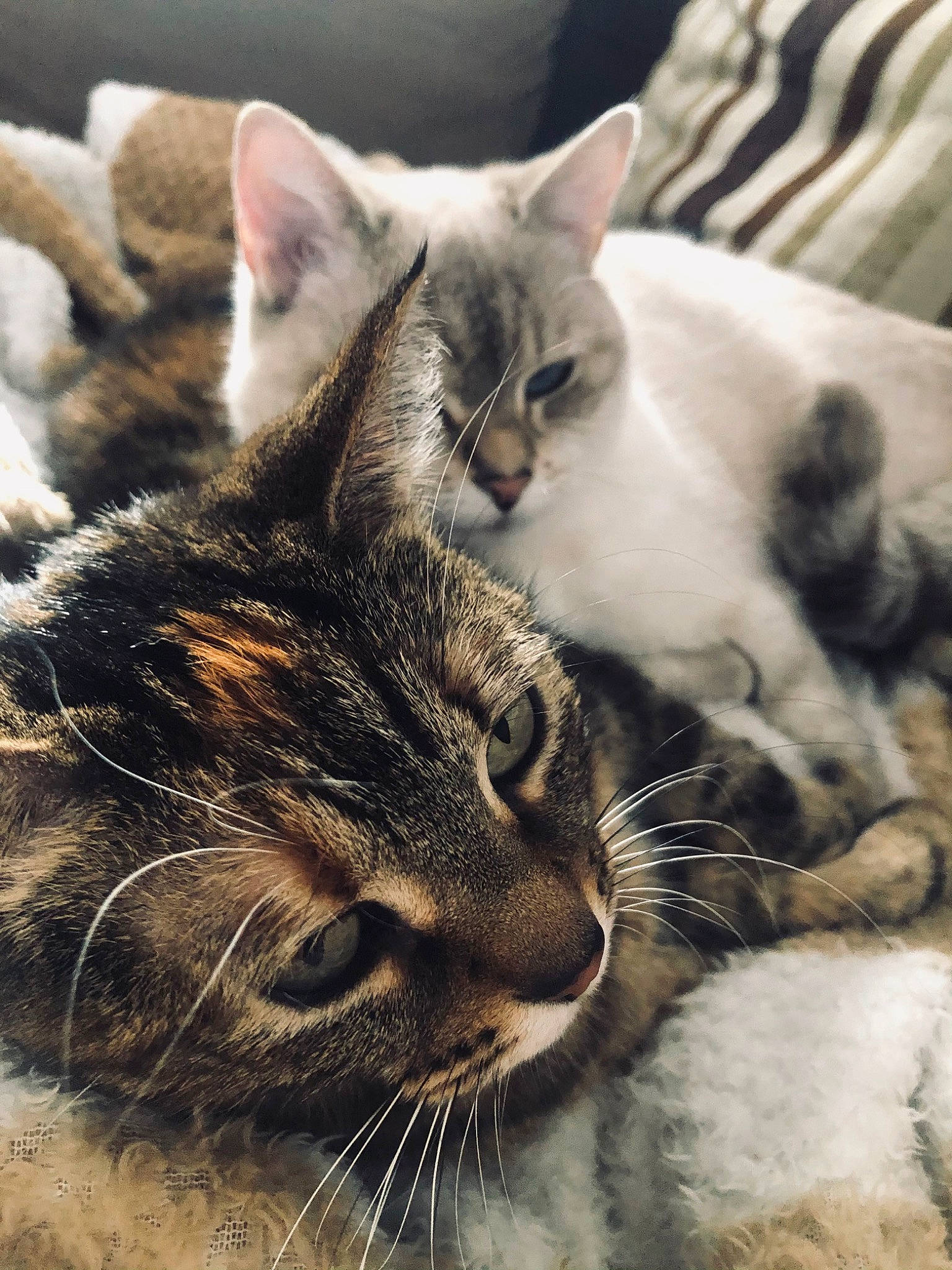 Chanel participe au concours pour gagner de l'argent avec cette photo : carnivore, cat, claw, close_up, cloud, comfort, domestic_short_haired_cat, ear, eye, felidae, fur, nap, paw, photography, sky, sleep, small_to_medium_sized_cats, snout, tail, whiskers