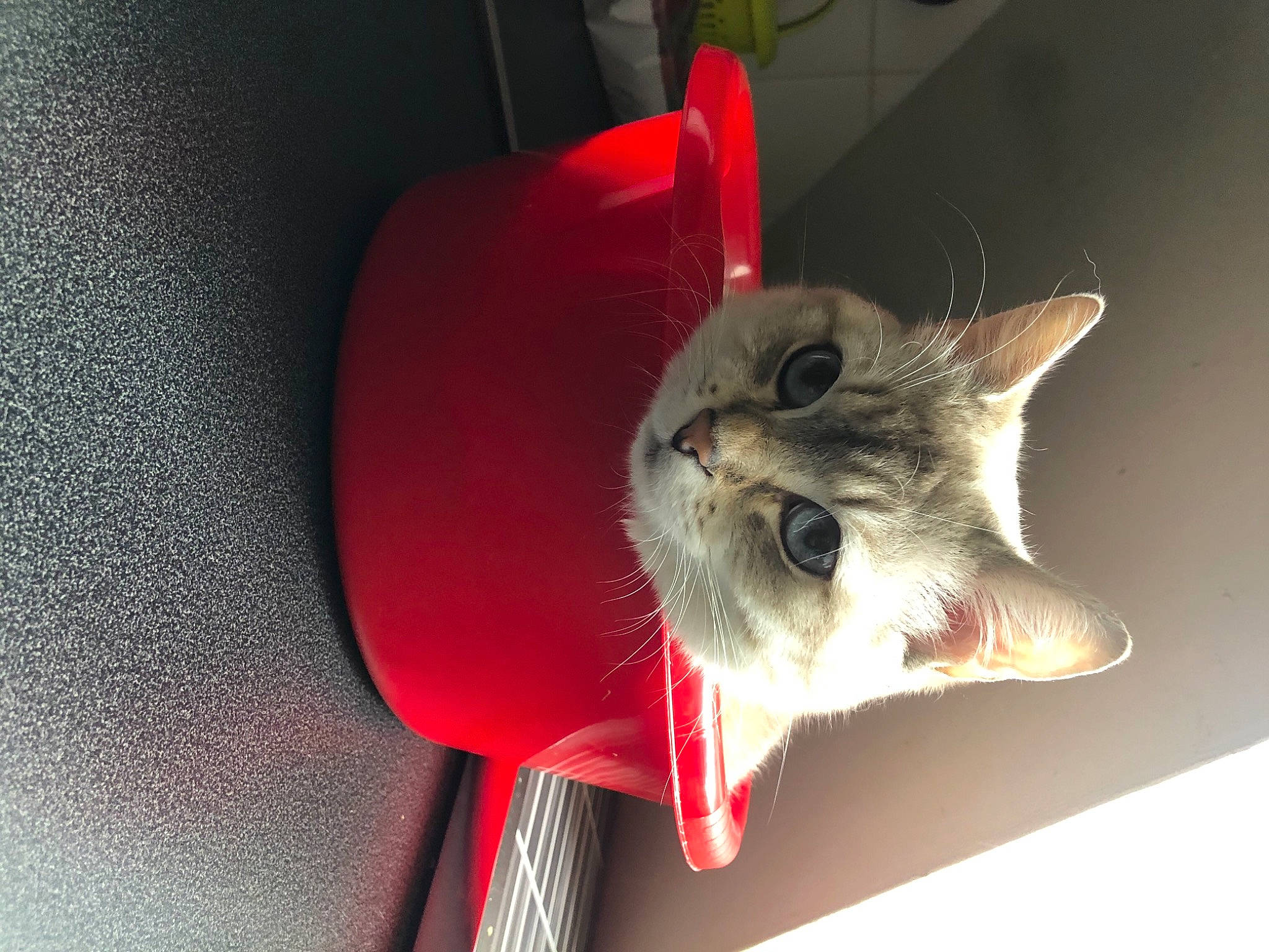 Blanchette participe au concours pour gagner de l'argent avec cette photo : carmine, carnivore, cat, cat_supply, comfort, domestic_short_haired_cat, felidae, flowerpot, fur, houseplant, paw, plant, room, small_to_medium_sized_cats, snout, tail, whiskers