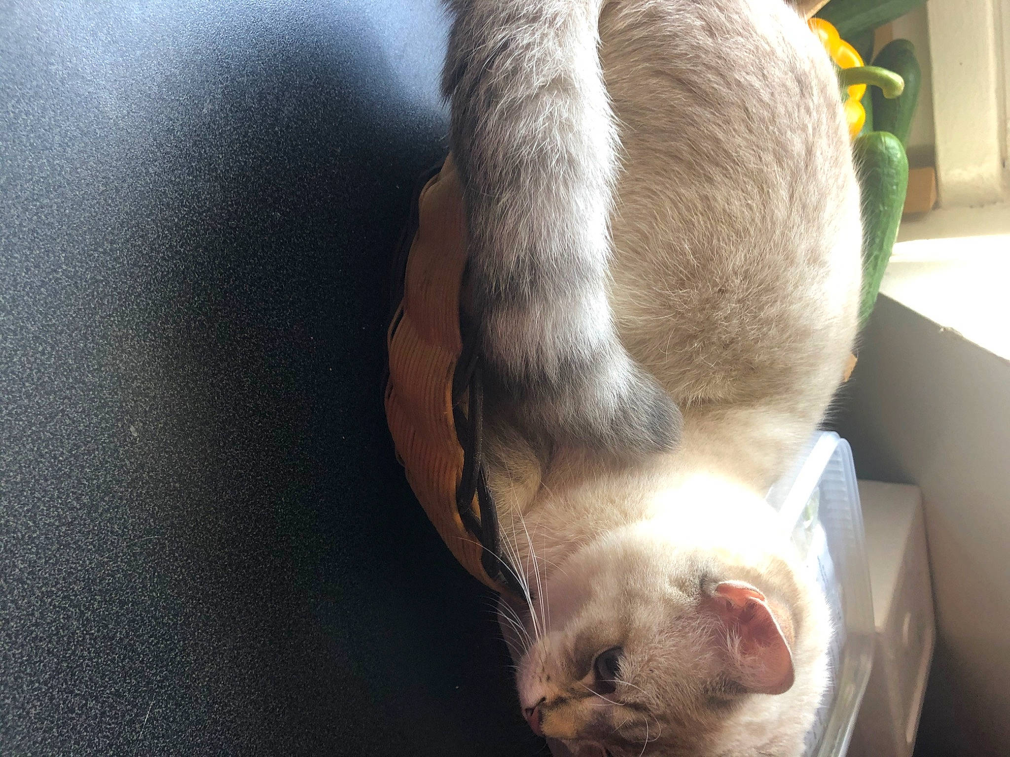 Blanchette participe au concours pour gagner de l'argent avec cette photo : canidae, carnivore, comfort, companion_dog, dog, dog_breed, ear, fawn, felidae, flowerpot, fur, houseplant, paw, plant, small_to_medium_sized_cats, snout, sporting_group, tail, whiskers, working_animal