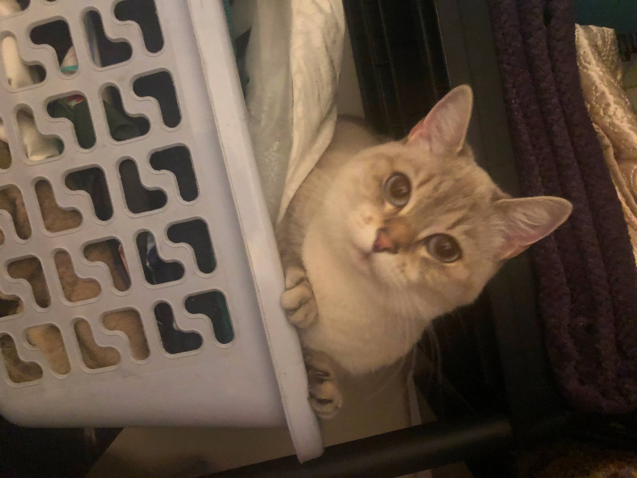 Blanchette a rejoint le concours — aidez-le/la à gagner de superbes lots ! carnivore, cat, domestic_short_haired_cat, fawn, felidae, font, fur, number, paper, paper_product, paw, small_to_medium_sized_cats, tail, whiskers, wood