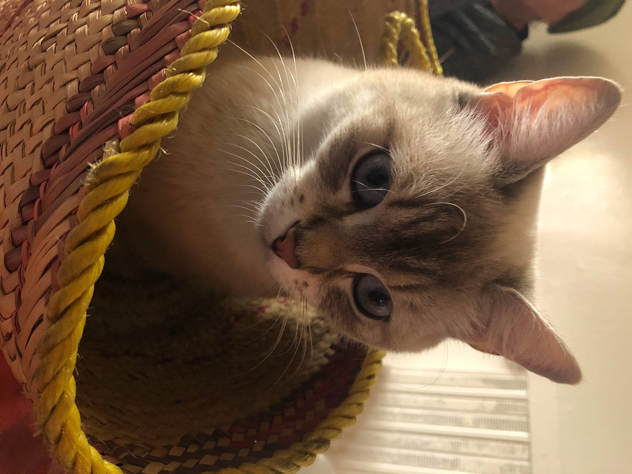 Blanchette a rejoint le concours — aidez-le/la à gagner de superbes lots ! balinese, basket, carnivore, cat, cat_bed, cat_supply, comfort, domestic_short_haired_cat, fashion_accessory, fawn, felidae, fur, paw, small_to_medium_sized_cats, snout, tail, thread, whiskers, wicker, wood