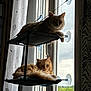 cat, cozy, curtains, daylight, domestic, feline, fluffy, hammock, home, indoor, nature_outside, orange_cat, pets, relaxing, resting, suction_cups, tiered, two_cats, window, window_view