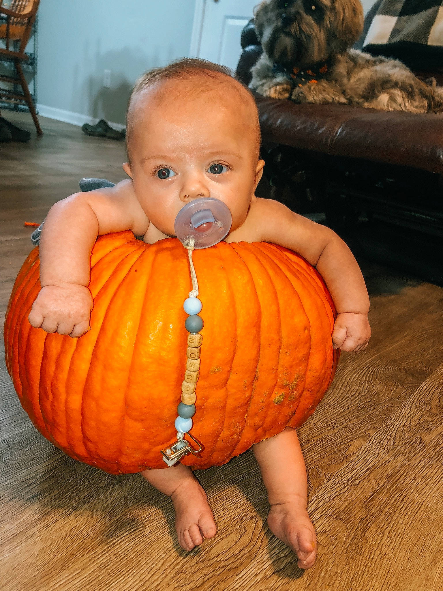 Judson is registered to the contest to win money with this photo: baby, calabaza, chin, eye, face, gourd, hair, head, human_body, iris, leg, mouth, natural_foods, nose, orange, person, plant, pumpkin, squash, winter_squash