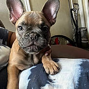 Wanda Simpson joined the competition — help win amazing prizes! french_bulldog, puppy, dog, pet, animal, indoor, blanket, paw, ears, face, looking, curious, resting, person_hand, nail_polish, furniture, home, cozy, closeup, portrait