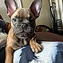 french_bulldog, puppy, dog, pet, animal, indoor, blanket, paw, ears, face, looking, curious, resting, person_hand, nail_polish, furniture, home, cozy, closeup, portrait