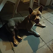 Viking participe au concours pour gagner de l'argent avec cette photo : dog, animal, pet, floor, tile, shadow, plastic_chair, indoor, dim_light, happy, tongue_out, paw, face, ears, resting, looking_up, evening, home, cute, companion