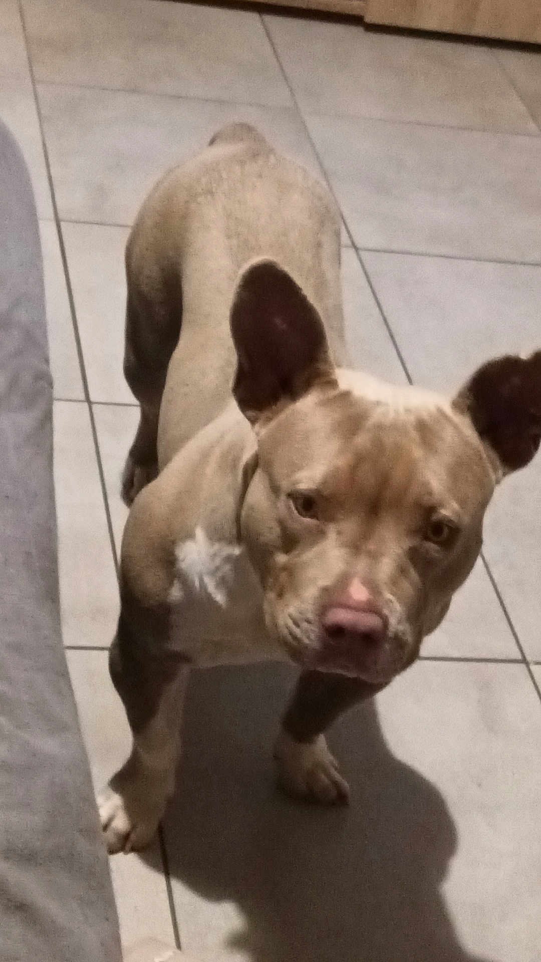 Viking participe au concours pour gagner de l'argent avec cette photo : dog, pet, animal, canine, floor, tile, indoor, ears, nose, shadow, standing, looking, brown, white, fur, companion, domestic, mammal, curious, portrait
