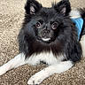Oreo is registered to the contest to win money with this photo: dog, puppy, black_and_white, fluffy, long_hair, small_dog, portrait, close_up, sitting, carpet, indoor, pet, animal, ears, paws, white_chest, black_fur, looking_at_camera, adorable, home