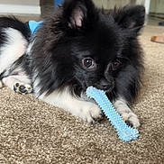 Oreo is registered to the contest to win money with this photo: puppy, dog, black_and_white, fluffy, lying_down, carpet, toy, chewing, blue_toy, pet, animal, portrait, close_up, indoors, home, brown_carpet, ears, paws, playful, cute