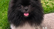 Oreo joined the competition — help win amazing prizes! dog, puppy, black_and_white, fluffy, small_dog, pomeranian, cute, happy, tongue_out, portrait, outdoor, grass, garden, path, standing, fur, pet, companion_animal, text_overlay, hearts