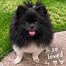 dog, puppy, black_and_white, fluffy, small_dog, pomeranian, cute, happy, tongue_out, portrait, outdoor, grass, garden, path, standing, fur, pet, companion_animal, text_overlay, hearts