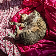 Rosie is registered to the contest to win money with this photo: animal, bed, bedroom, blanket, cat, couch, cushion, face, furniture, head, homedecor, indoors, kitten, manx, person, pet, quilt, room, sleeping, velvet
